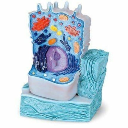 LM5008 ANIMAL CELL STRUCTURE MODEL IN PAKISTAN