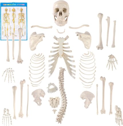 HAND (BONES) DISARTICULATED CHINA IN PAKSITAN
