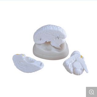 BRAIN MODEL 3 PARTS CHINA XC304 IN PAKISTAN